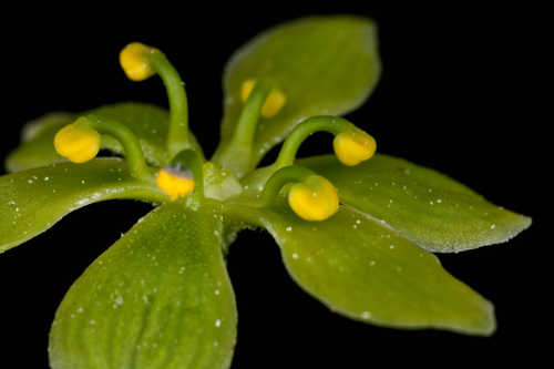 Veratrum parviflorum #2